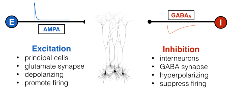 inferring-synaptic-excitation-inhibition-balance-from-field-potentials