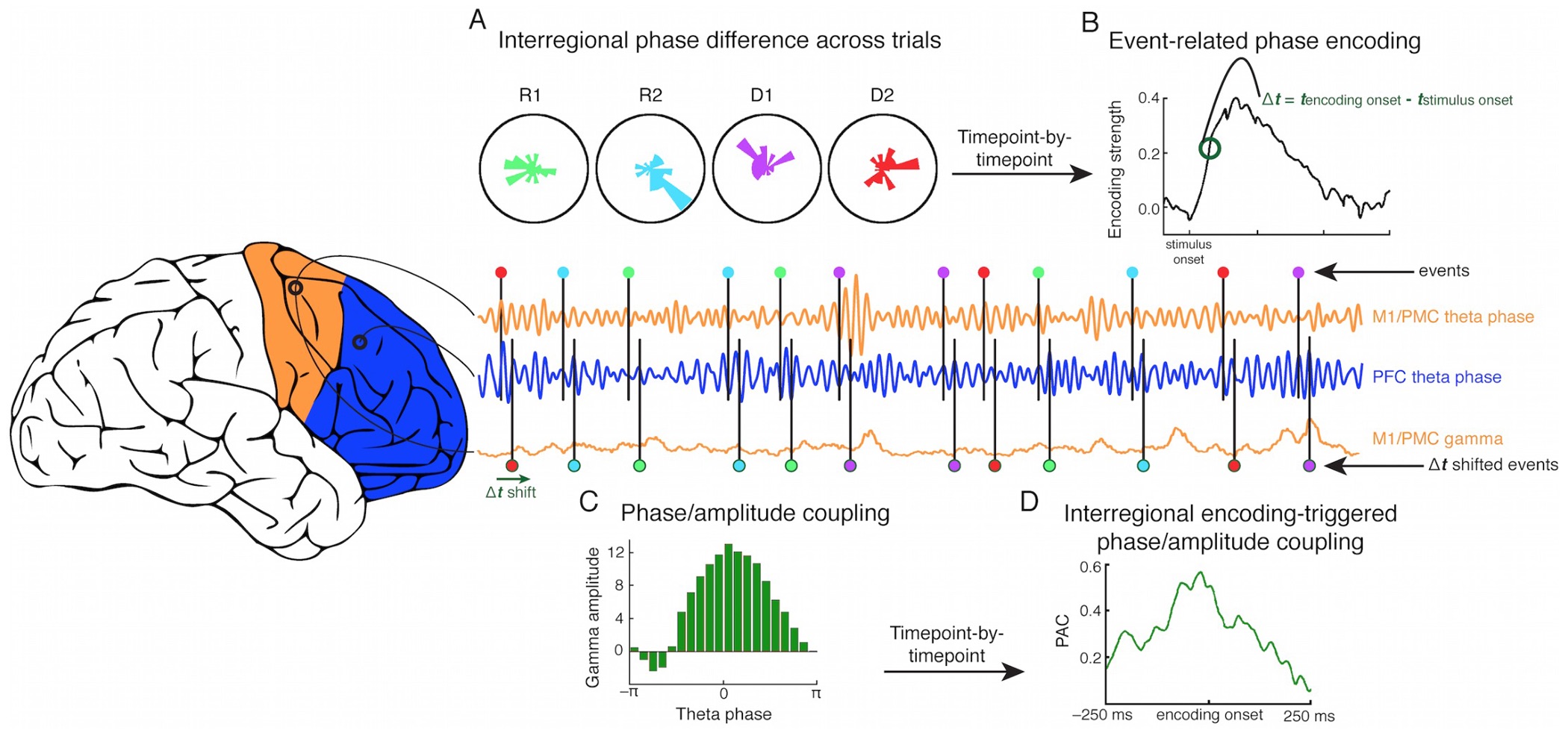 Voytek et al., Nature Neuroscience Figure 3